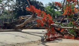 Thêm 1 cây phượng cổ thụ đường kính hơn 1m bật gốc, đổ trong sân trường