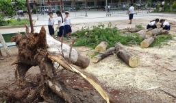 Thêm 1 cây phượng bật gốc trong trường tiểu học tại Bình Dương