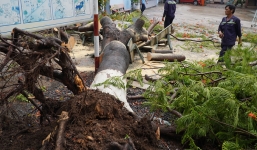 Cây phượng cổ thụ bật gốc giữa giờ ra chơi, 3 nữ sinh bị thương