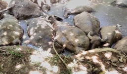 Hà Nội: Đàn trâu trăm triệu chết bất thường, công an vào cuộc