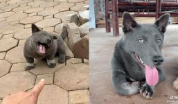 Chú chó Nguyễn Văn Dúi giờ đã thay đổi chóng mặt, ngoại hình hiện tại khó nhận ra