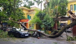 Cây phượng 70 năm tuổi gãy cành, đè bẹp hàng loạt ô tô, xe máy