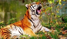 3 con giáp đón tin vui tình cảm trong 7 ngày tới: Tuổi Dần có dấu hiệu rõ ràng