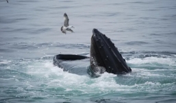 Rùng mình khoảnh khắc người đàn ông bị cá voi lưng gù nuốt chửng rồi thoát chết kỳ diệu