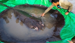Bắt được cá nước ngọt lớn nhất thế giới trên sông Mekong, các nhà khoa học cũng phải bật ngửa