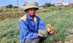 Thủ phạm phá hoại ruộng dưa được cho về để dự thi tốt nghiệp THPT 2022