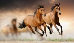 Thời tới cản không kịp, 3 con giáp nhiều tiền nhất ngày 19/7 nhờ được Thần Tài che chở