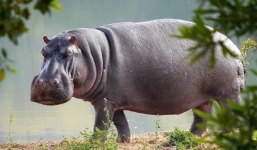 Nhìn vậy mà không phải vậy: Hà mã to ú lu nhưng không hề béo!