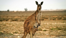 Tại sao động vật có đuôi còn con người thì không?