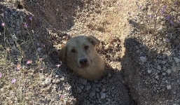 Thấy chó mẹ tru thảm thiết, người đàn ông dùng tay bới đất hơn 2 tiếng thì phát hiện điều kỳ diệu