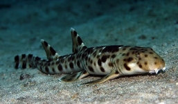 Cá mập đi bộ gần 100m trên cạn khiến các nhà khoa học sửng sốt