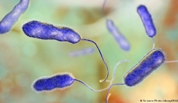 Thủ phạm gây căn bệnh bí ẩn, nguy hiểm tại Argentina đã xuất hiện từ 46 năm trước