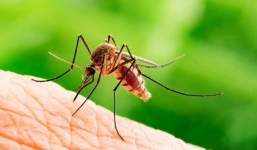 Dùng 2 loại đồ uống này, muỗi đeo bám bạn như bị nam châm hút