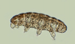 Tiết lộ điểm yếu của sinh vật sống không cần nước trong nhiều thập kỷ