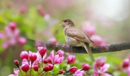 Phát hiện công dụng kỳ diệu của tiếng chim hót