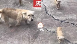 Bỏ rơi chú chó trung thành, người chủ bị chỉ trích kịch liệt