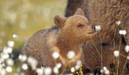 40 bức ảnh động vật hài hước khiến bạn cười mất kiểm soát