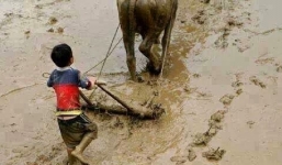 Top 5 con giáp được ngưỡng mộ vì sinh ra không có người chống lưng, tự nỗ lực vươn tới thành công