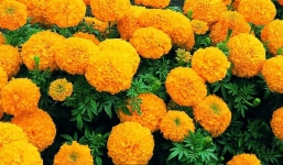 3 loại hoa để trên ban thờ gây mất lộc, gia chủ cần tuyệt đối tránh