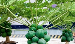 Đu đủ bonsai chục triệu đồng/cây chào Tết Quý Mão