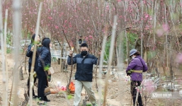 Hà Nội: Người dân chen chân mua đào những ngày cận Tết