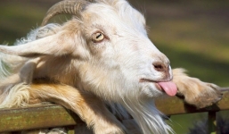 Xem ngày giờ xuất hành đầu năm 2023 cho tuổi Mùi: Ất Mùi 1955, Đinh Mùi 1967, Kỷ Mùi 1979, Tân Mùi 1991, Quý Mùi 2003