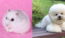 Rước tài lộc, cải vận mệnh: Trong nhà nhất định phải nuôi 1 trong 5 thú cưng phong thủy này để cầu được ước thấy