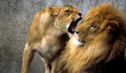 Mẹ dặn con trai: Gặp phụ nữ có những nét tướng này thì vứt dép mà chạy, cưới về chẳng khác nào rước 'sư tử Hà Đông' vào nhà