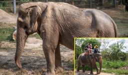 Xót xa trước cảnh voi cái biến dạng lưng vì cõng khách du lịch liên tục 25 năm