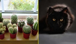 Chuyên gia phong thủy: Căn nhà có 6 điểm này cực xấu, cuộc sống ngày càng bế tắc