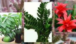 5 loại cây giá vài chục nghìn nhưng giúp chiêu tài, hút lộc, mang lại may mắn cho gia chủ