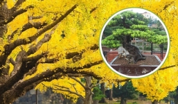 4 loại cây giúp xua tà khí, trấn trạch nhà được các chuyên gia phong thủy yêu thích