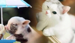 Thần tài điểm danh: 60 ngày tới, 3 con giáp này trúng mánh, đếm tiền mềm tay