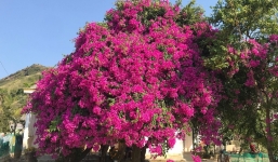 Cứu chữa hoa giấy trồng lâu năm không ra hoa, người làm vườn mách nhỏ một mẹo không tốn kém