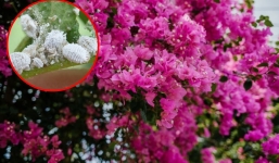 Hoa giấy bị rệp sáp, đừng nghĩ đến thuốc trừ sâu mà hãy thử ngay những loại 'thuốc' sẵn trong bếp này