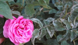 Đang mùa bệnh phấn trắng trên hoa hồng, chuyên gia mách bạn thức uống điều trị cực hiệu quả, tưới vài lần cây căng mướt, sạch nấm