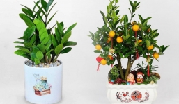 Chuyên gia phong thủy bật mí 4 loại cây giúp chiêu tài, tụ lộc, đặt ở vị trí này trong phòng khách thì gia chủ chẳng mấy rủng rỉnh tiền tiêu