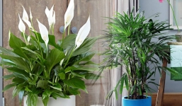 3 cây cảnh dễ trồng, cầu sức khỏe, xua tà khí, hút tài lộc, rất hợp đặt ở hiên nhà