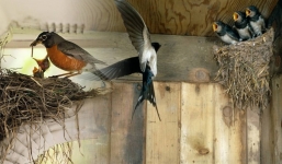 Chim làm tổ trong nhà đừng dại xua đuổi, đó là điềm báo phong thủy ai cũng ao ước