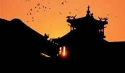 Cứ đêm đến từng đàn quạ tập trung về Tử Cấm Thành, bí ẩn nào của cố cung thu hút loài chim 'xui xẻo'?