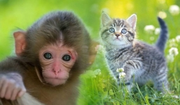 Sau lễ 30/4-1/5, top 3 con giáp này 'đạp gió rẽ sóng', gặt hái bội thu, cơ hội kiếm tiền như cá gặp nước