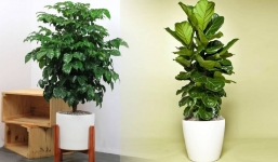 Phòng khách đừng để trống, rước 7 loại cây này về trồng thì đại cát đại lợi, làm ăn lên như diều gặp gió