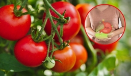 3 khắc tinh của cà chua nhất định phải tránh ăn cùng kẻo bụng dạ 'kêu cứu'