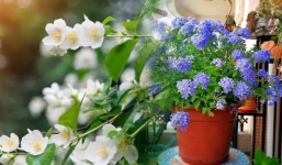 Hè về, trồng ngay 5 loại hoa ưa nắng, chịu nóng đẹp tuyệt dưới đây, loại thứ 2 vứt cành ra đất một tháng sau đã thấy cả vườn hoa