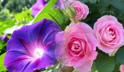 6 loài hoa phù hợp với người 'ví mỏng', trồng làm cảnh vừa đẹp nhà, vừa hút tài lộc