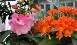 Cổ nhân đúc kết: Trồng 3 loại hoa này trên ban công thì gia đình không thịnh vượng