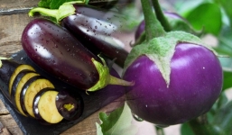 Ăn nhiều cà tím vào mùa hè giúp cải thiện miễn dịch nhưng cà tím dài hay cà tím tròn tốt hơn?