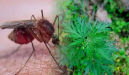 2 cách đuổi muỗi vào mùa hè bằng nguyên liệu sẵn có trong bếp, không sợ hại sức khỏe