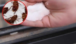 Đem nắm gia vị giá rẻ này rắc ở góc nhà, sáng ngủ dậy thấy điều kỳ diệu