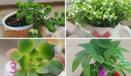 Muốn biết tháng 6 bạn có thay đổi gì hay không, chọn ngay cây xanh yêu thích để đặt trong phòng ngủ!